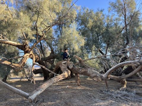 Climbing the old tamarisk trees at Furnace Creek Campground