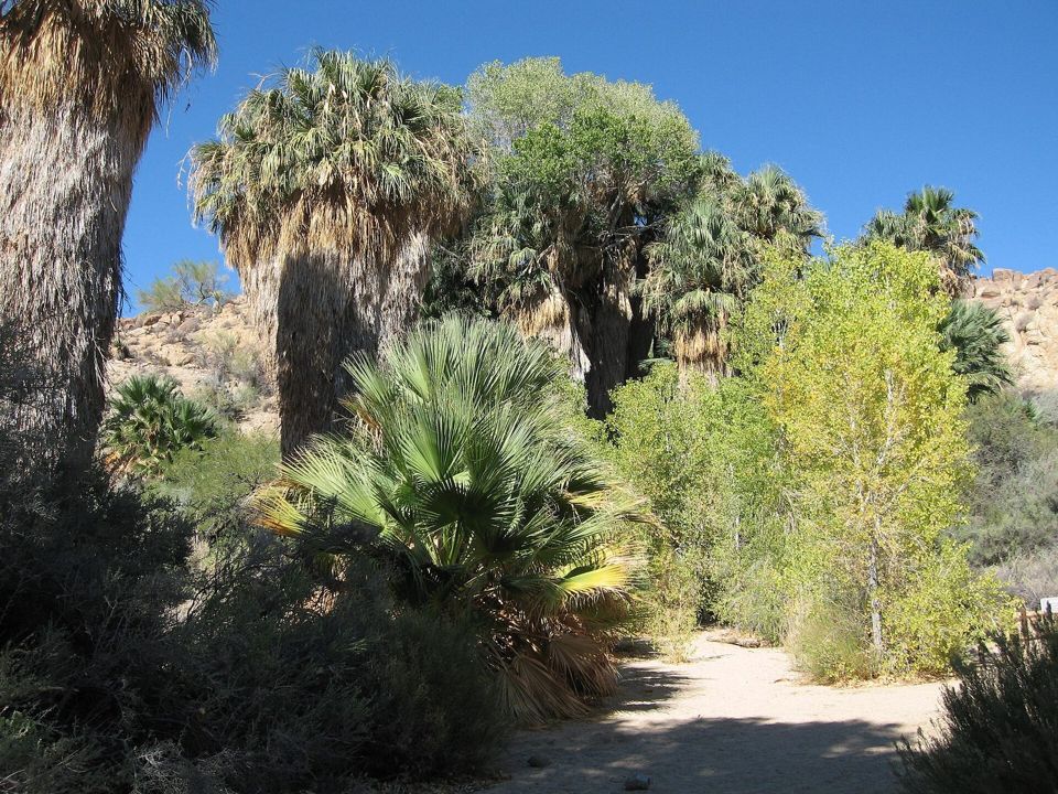 Cottonwood Spring, Joshua Tree