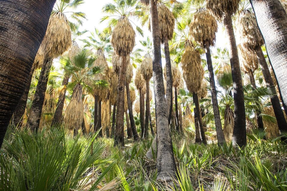 Dos Palmas Preserve