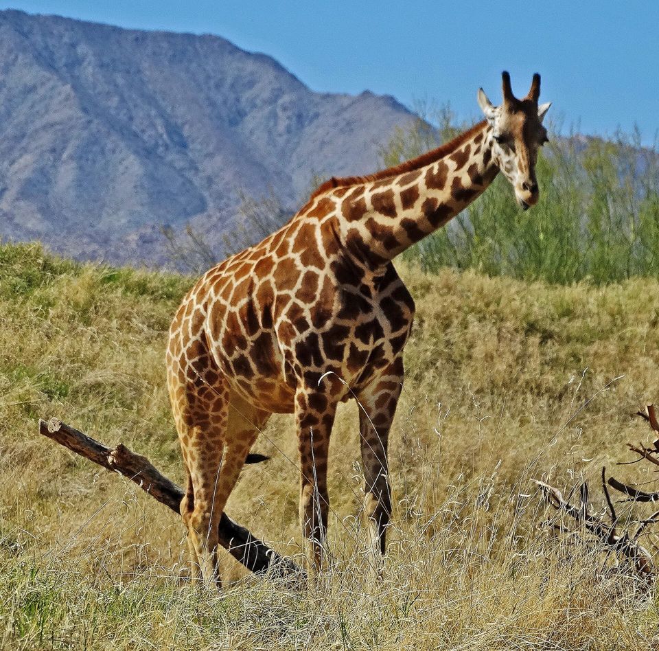 The Living Desert Zoo and Gardens