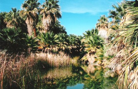 Coachella Valley Preserve