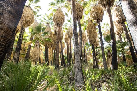 Dos Palmas Preserve