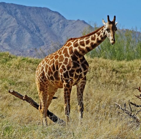The Living Desert Zoo and Gardens