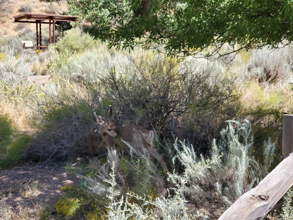 Watchman Campground below the Watchman peak
