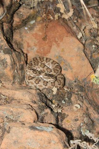 A rattlesnake coiled in the shade beside the Angels Landing trail — watch where you put your hands